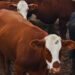 El feedlot rompe los manuales: ¿por qué los corrales se siguen llenando en plena época de vaciado?