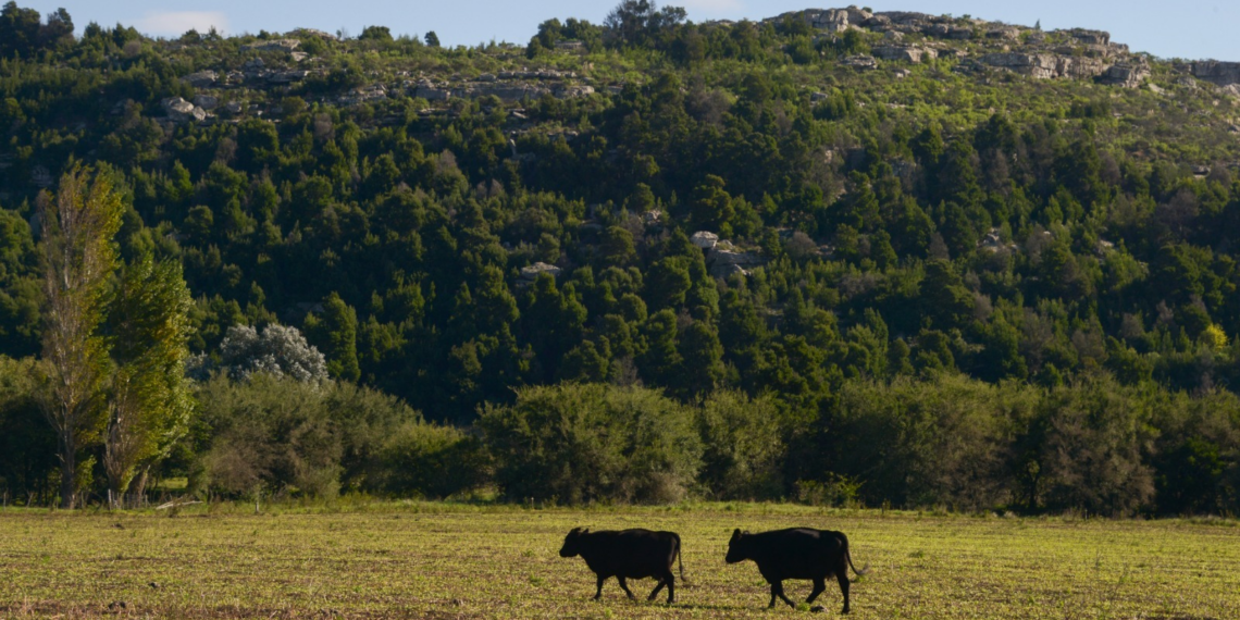 Créditos a valor producto: el Gobierno amplía el financiamiento para el sector ganadero