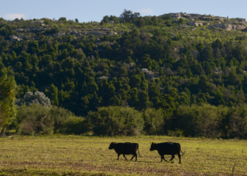 Créditos a valor producto: el Gobierno amplía el financiamiento para el sector ganadero