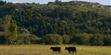 Créditos a valor producto: el Gobierno amplía el financiamiento para el sector ganadero