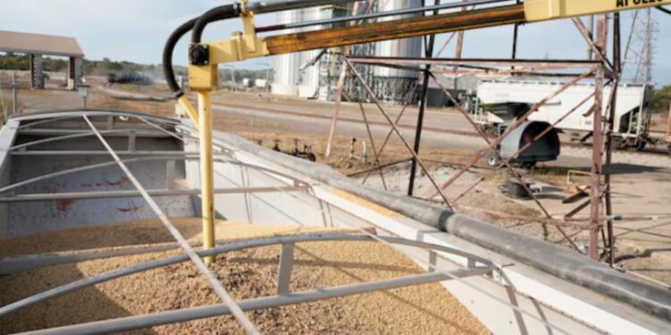 La harina de soja argentina gana US$6 por tonelada por la fuerte demanda europea