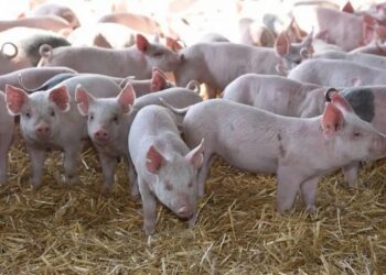 Sector porcino: la carne de cerdo crece en producción y en consumo interno