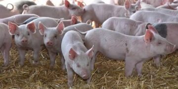 Sector porcino: la carne de cerdo crece en producción y en consumo interno