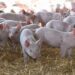 Sector porcino: la carne de cerdo crece en producción y en consumo interno