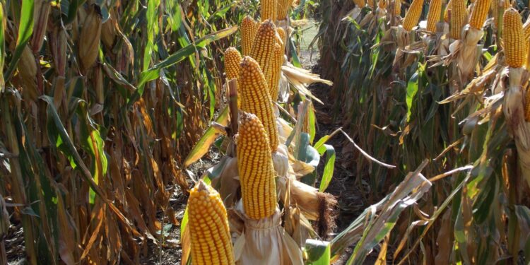 Maíz 25/26: cómo elegir el híbrido ideal para cada ambiente