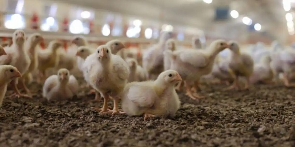 Senasa capacitó a veterinarios para enfrentar la influenza aviar
