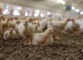 Senasa capacitó a veterinarios para enfrentar la influenza aviar