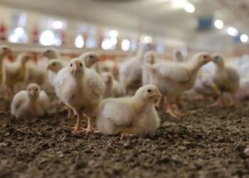 Senasa capacitó a veterinarios para enfrentar la influenza aviar
