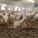 Senasa capacitó a veterinarios para enfrentar la influenza aviar