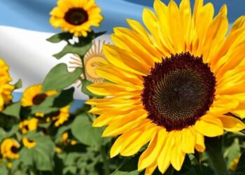 Aceite de girasol: precios firmes y exportaciones récord
