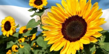 Aceite de girasol: precios firmes y exportaciones récord