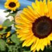 Aceite de girasol: precios firmes y exportaciones récord