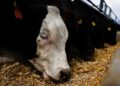 Feedlots: hay más de 2 millones de vacunos encerrados y cae la salida de hacienda
