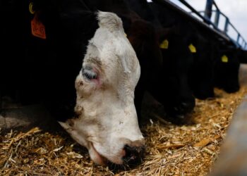 Feedlots: hay más de 2 millones de vacunos encerrados y cae la salida de hacienda