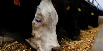 Feedlots: hay más de 2 millones de vacunos encerrados y cae la salida de hacienda