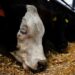 Feedlots: hay más de 2 millones de vacunos encerrados y cae la salida de hacienda