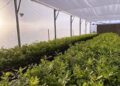 Una empresa propone potenciar los proyectos de trufas negras en Argentina