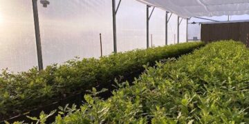 Una empresa propone potenciar los proyectos de trufas negras en Argentina