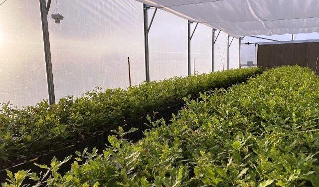 Una empresa propone potenciar los proyectos de trufas negras en Argentina