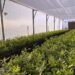 Una empresa propone potenciar los proyectos de trufas negras en Argentina