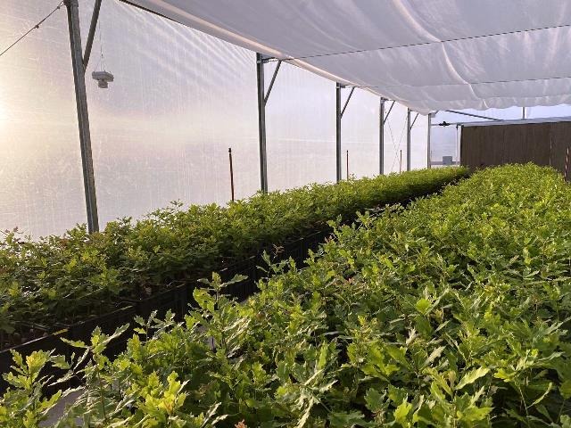 Una empresa propone potenciar los proyectos de trufas negras en Argentina