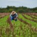 Estiman que, sin retenciones, el agro podría generar 850.000 puestos y reducir el desempleo a la mitad