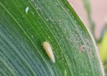 El clima sopla a favor del maíz: las lluvias y la amplitud térmica arrasaron a las chicharritas