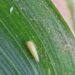El clima sopla a favor del maíz: las lluvias y la amplitud térmica arrasaron a las chicharritas