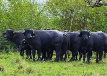La carne de búfalo busca consolidarse en el mercado interno y ampliar sus exportaciones