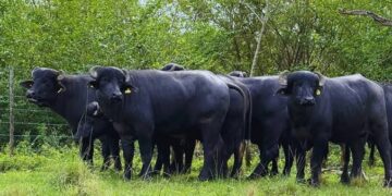 La carne de búfalo busca consolidarse en el mercado interno y ampliar sus exportaciones