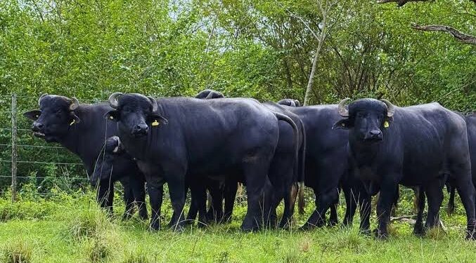 La carne de búfalo busca consolidarse en el mercado interno y ampliar sus exportaciones