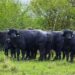 La carne de búfalo busca consolidarse en el mercado interno y ampliar sus exportaciones