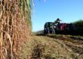 Zafra tucumana: las lluvias complican la cosecha y ponen en juego el cierre de campaña
