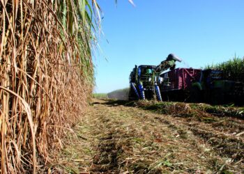 Zafra tucumana: las lluvias complican la cosecha y ponen en juego el cierre de campaña