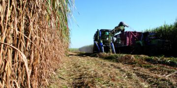 Zafra tucumana: las lluvias complican la cosecha y ponen en juego el cierre de campaña