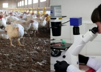 Científicos argentinos avanzan en una vacuna contra la gripe aviar en humanos