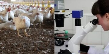 Científicos argentinos avanzan en una vacuna contra la gripe aviar en humanos