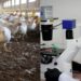 Científicos argentinos avanzan en una vacuna contra la gripe aviar en humanos