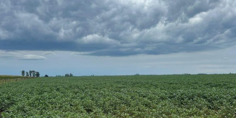 El estrés climático complica el cierre de la campaña invernal en Santiago del Estero