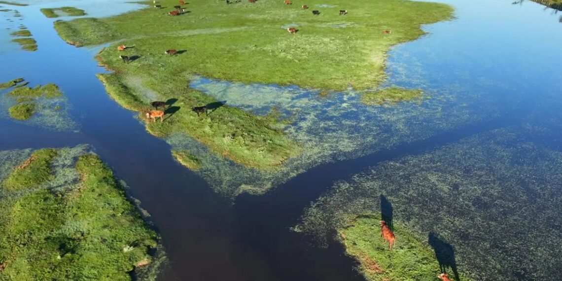 Evacuaron más de 147.000 animales en los últimos tres meses debido a las inundaciones