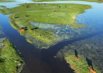 Evacuaron más de 147.000 animales en los últimos tres meses debido a las inundaciones