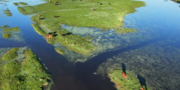 Evacuaron más de 147.000 animales en los últimos tres meses debido a las inundaciones