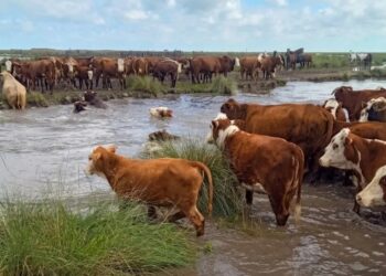 El Niño: impulsan una red federal para asistir a productores afectados por inundaciones