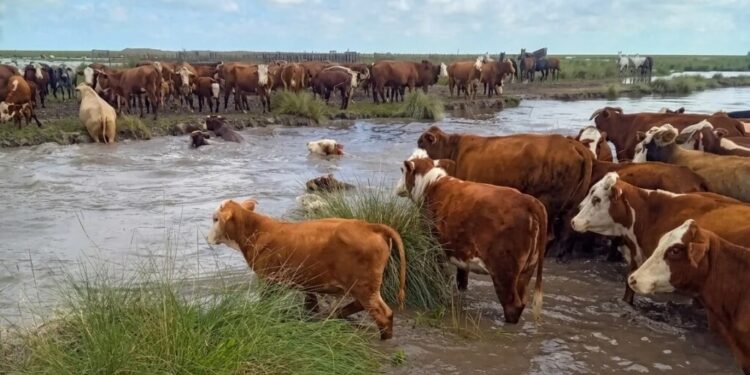 El Niño: impulsan una red federal para asistir a productores afectados por inundaciones