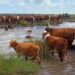 El Niño: impulsan una red federal para asistir a productores afectados por inundaciones